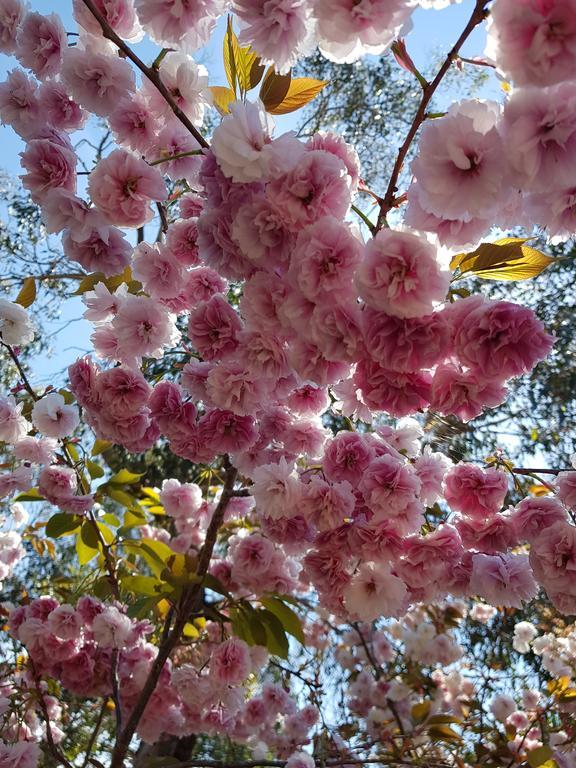 Woodbyne Resort Wimbledon Heights Bagian luar foto